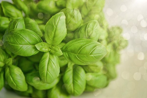 basil-g0255bca51_640.jpg