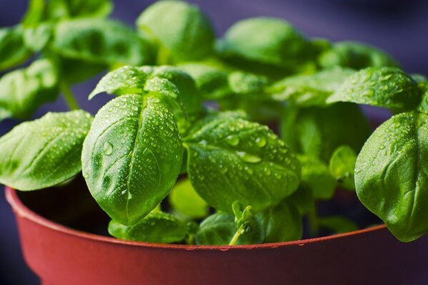 basil-g419a77efa_640.jpg