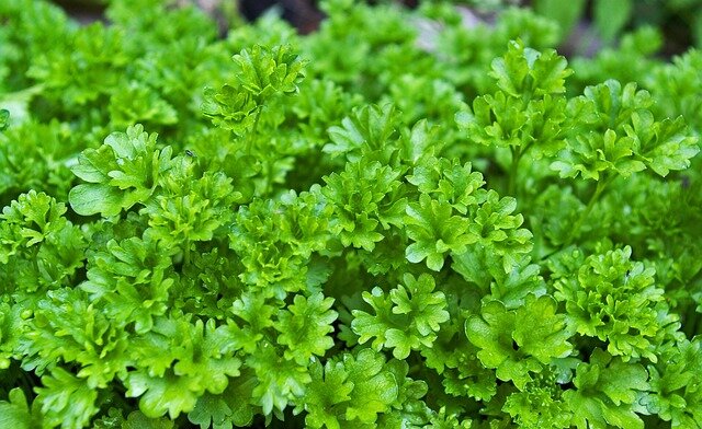 parsely-gbfdcdc347_640.jpg
