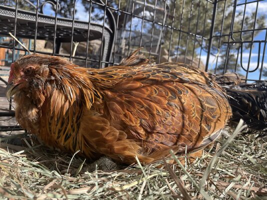 Old hen.jpg
