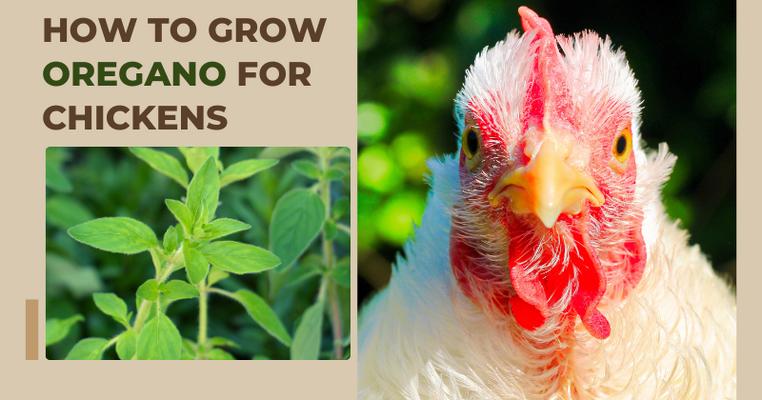 How to Grow Oregano for Chickens