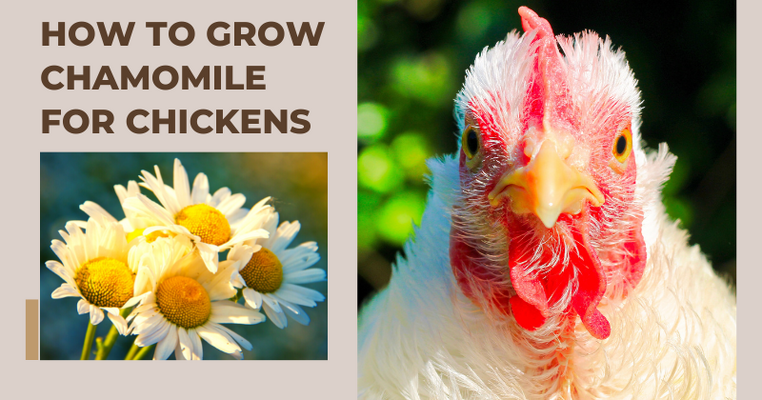 How to Grow Chamomile for Chickens: A Beginner's Guide