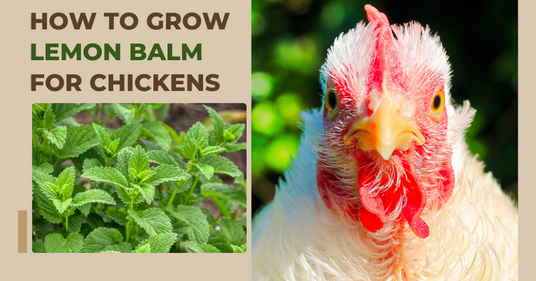 How to Grow Lemon Balm for Your Chickens