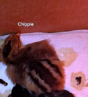 Screenshot_20230319-105333_Photo Editor.jpg