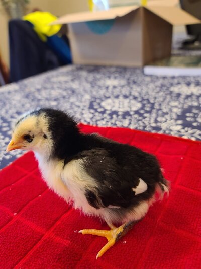 PP x Australorp  3.19.23.jpg