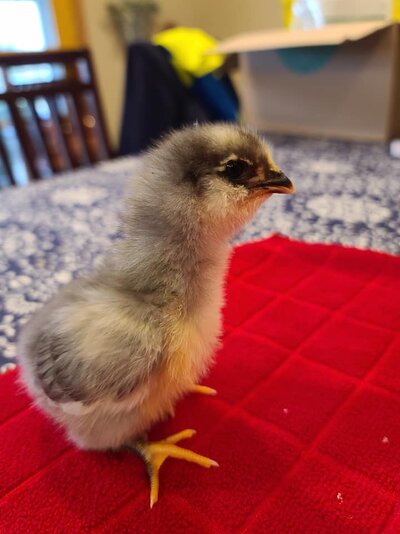 PPxEE 3.19.23 chick 3.jpg