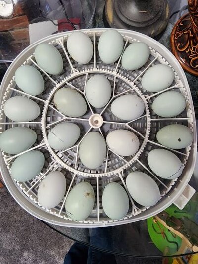 Eggs03192023.jpg