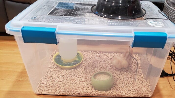 brooder day 1.jpg
