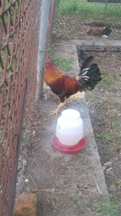 Rooster.jpg