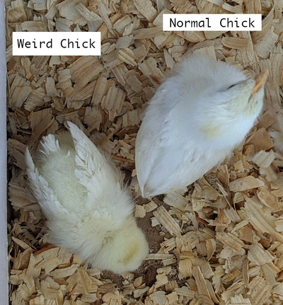 weirdchick topview.png weirdchick topview.png