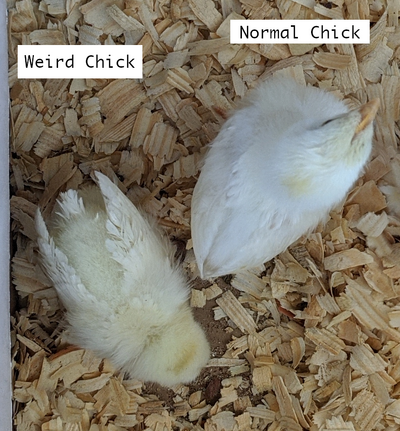 weirdchick topview.png