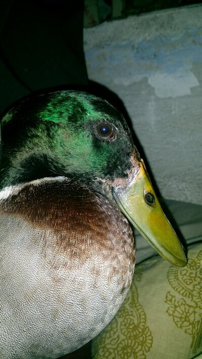 IMG-20230326-WA0005.jpeg