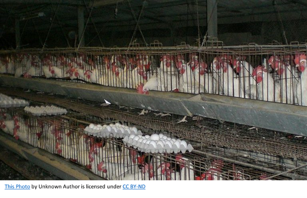 factory farm for hens.png