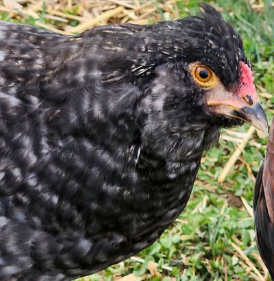 Meyer pullet 1.jpg