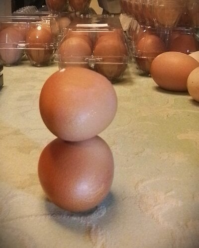 Flat eggs.jpg