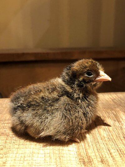 cream legbar hen chick.jpg