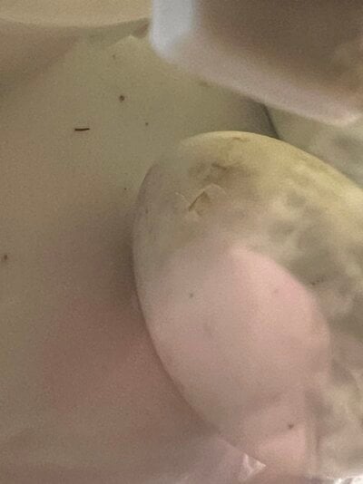 IMG_7246.jpeg