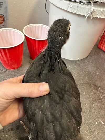 chick back.jpg