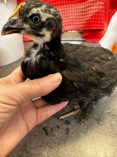 chick front.jpg