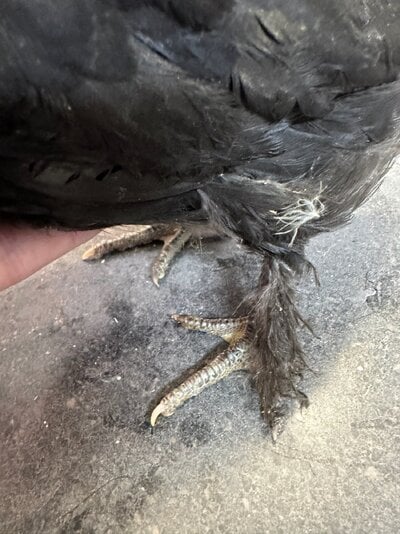 chick feet.jpg