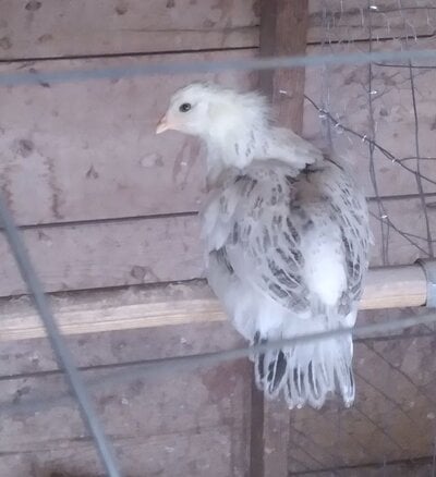 chick on perch.jpg