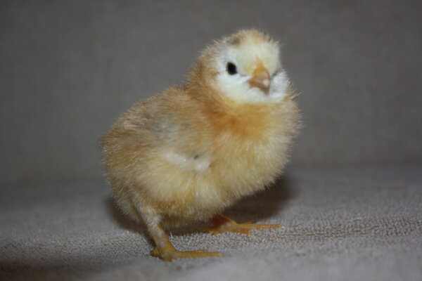 Chick #29 Full Body.JPG