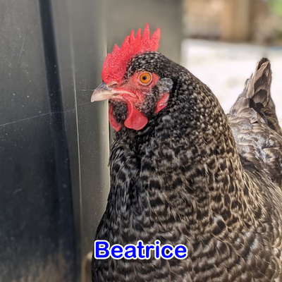 Beatrice.png