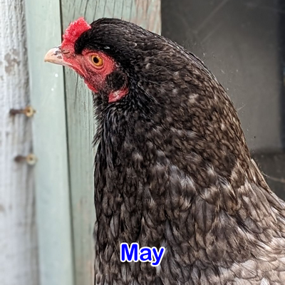 May.png
