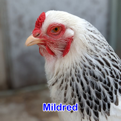 Mildred.png