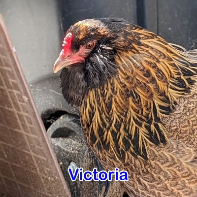 Victoria.png