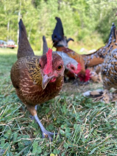 chicken1.jpg