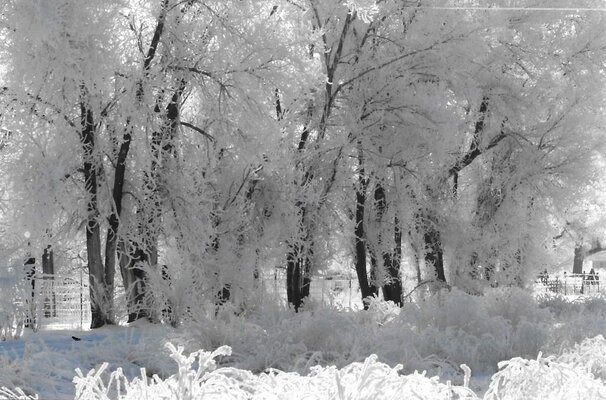 Jan 2010 Pogonip.jpg