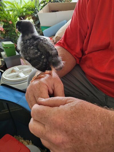 Chick 1.jpeg