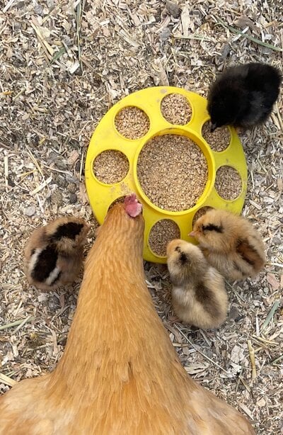 momchick feeding.jpeg