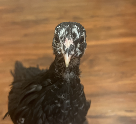 Screen Shot 2023-04-11 at 2.02.07 PM.png