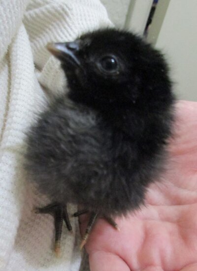 1 4.9.23 Headstart minnies first chick.jpg