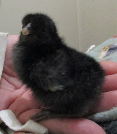 3 4.9.23 Minnies second chick Minuet.jpg