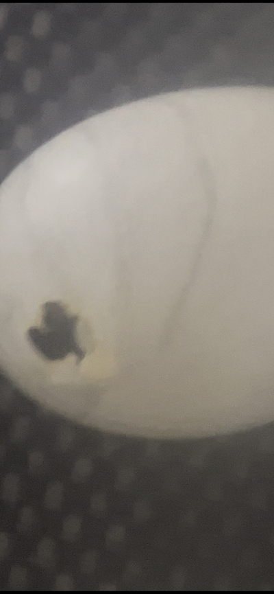 B0740EA5-C57B-4AB5-B170-AA7EA70CA382.png