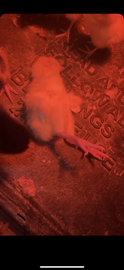 8CE13669-8D37-404A-93EF-C3DB6CC6D895.png