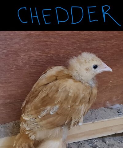 02- Cheddar.jpg