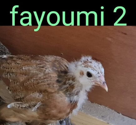 09 - Fayoumi 2.jpg