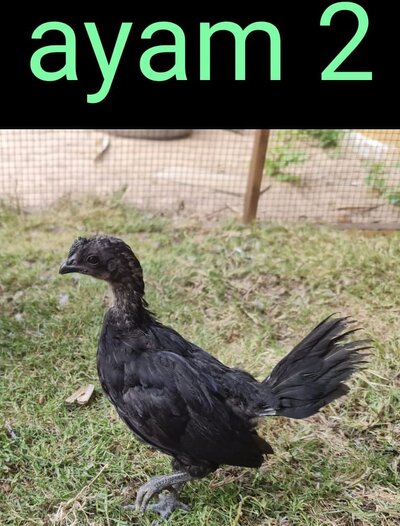 11 - Ayam 2.jpg