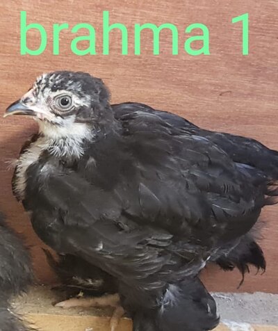 07 - Brahma 1.jpg