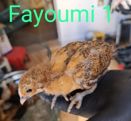 08 - Fayoumi 1.jpg