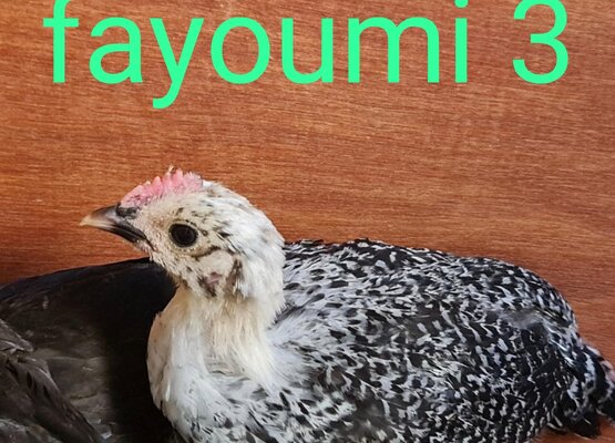 10 - Fayoumi 3b.jpg