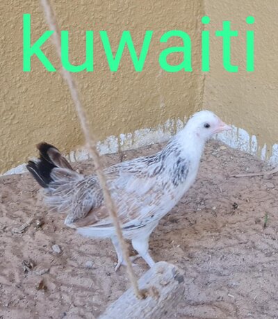 01 - Kuwaiti 1b.jpg