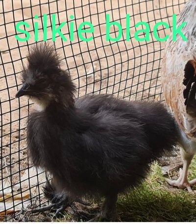 05 - Black Silkie 1a.jpg