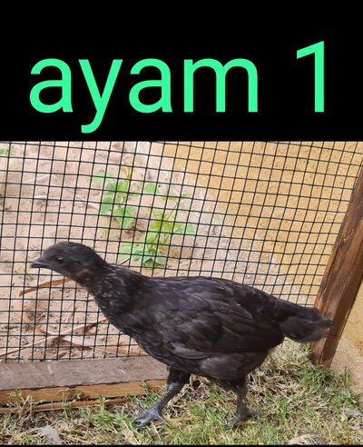 11 - Ayam 1.jpg