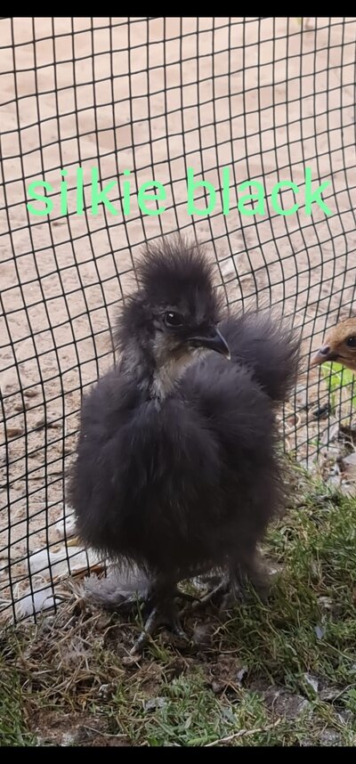 05 - Black Silkie 1b.jpg