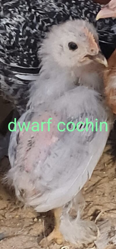 15 - Dwarf Cochin.jpg